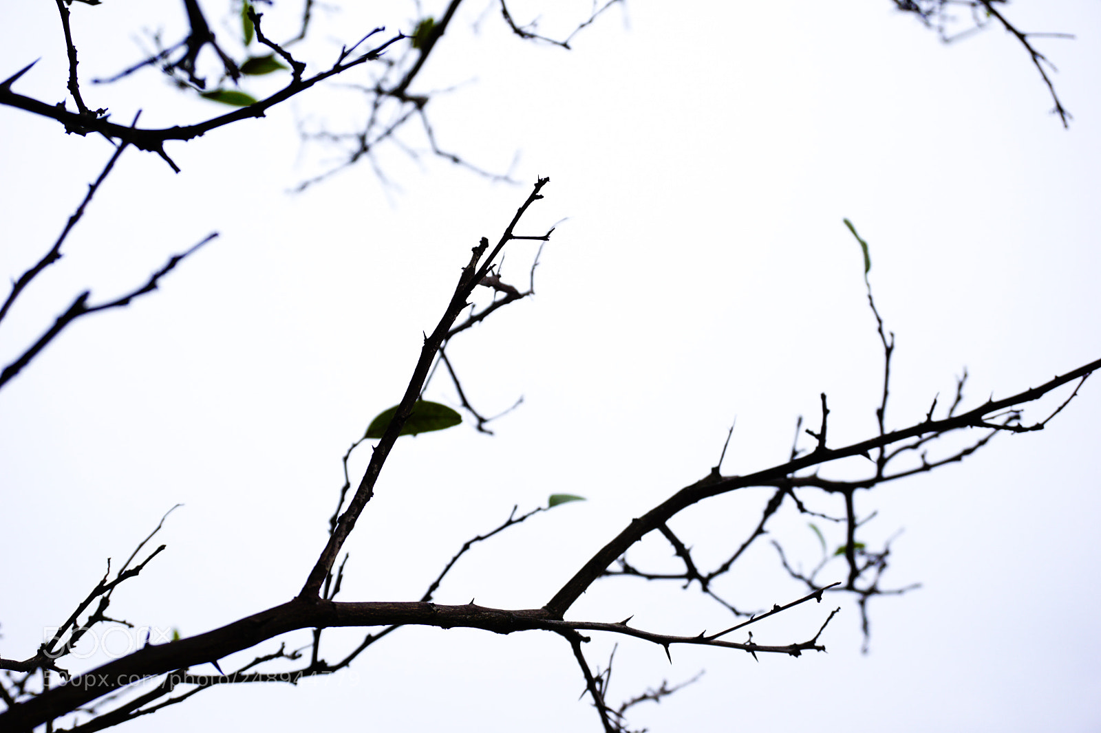 Sony a6000 sample photo. Lime photography