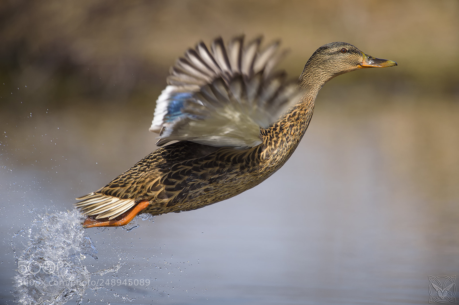 Nikon D4S sample photo. Anas platyrhynchos, germano reale,canard photography