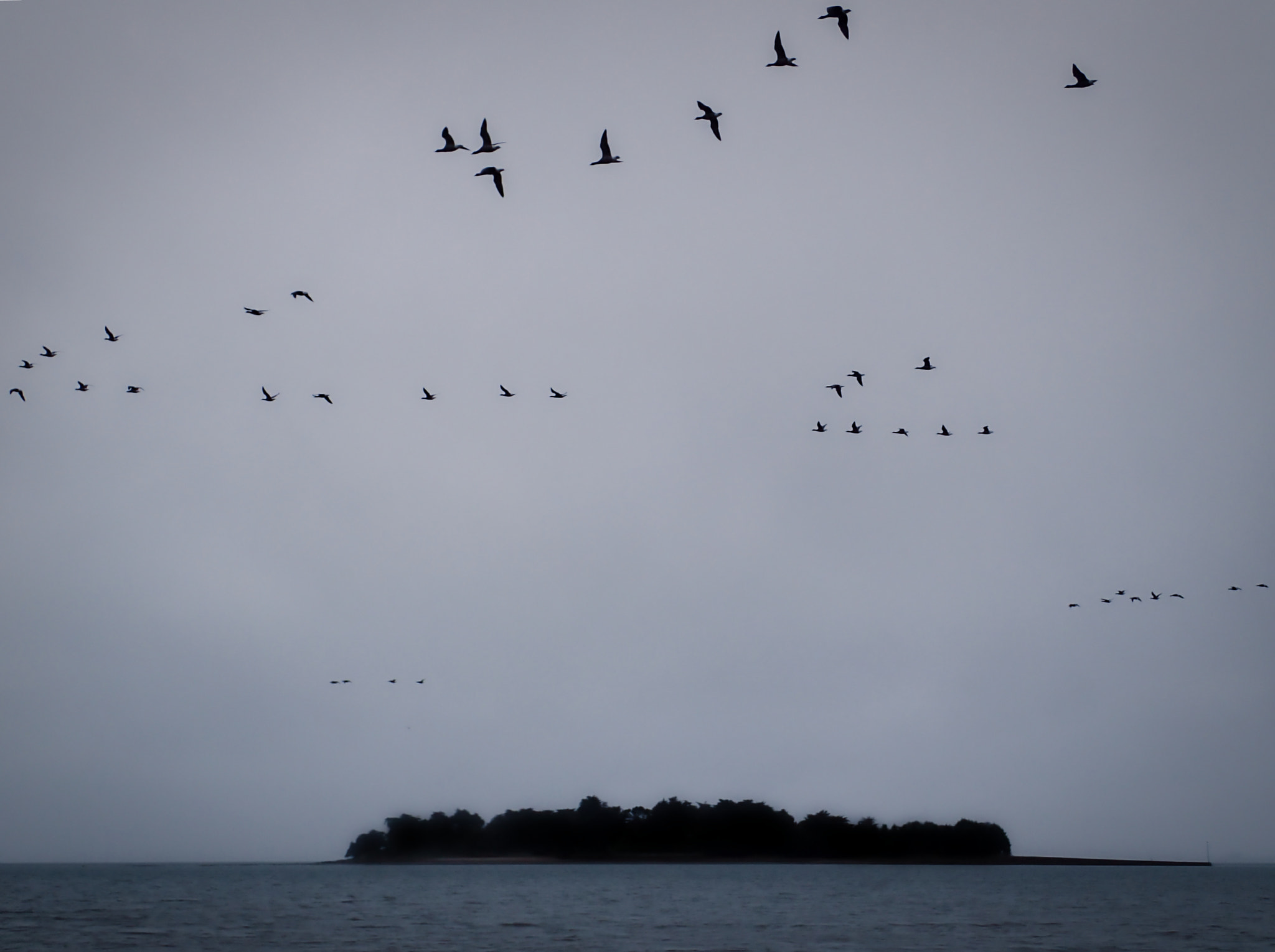 Olympus TG-3 sample photo. Brent goose migration photography