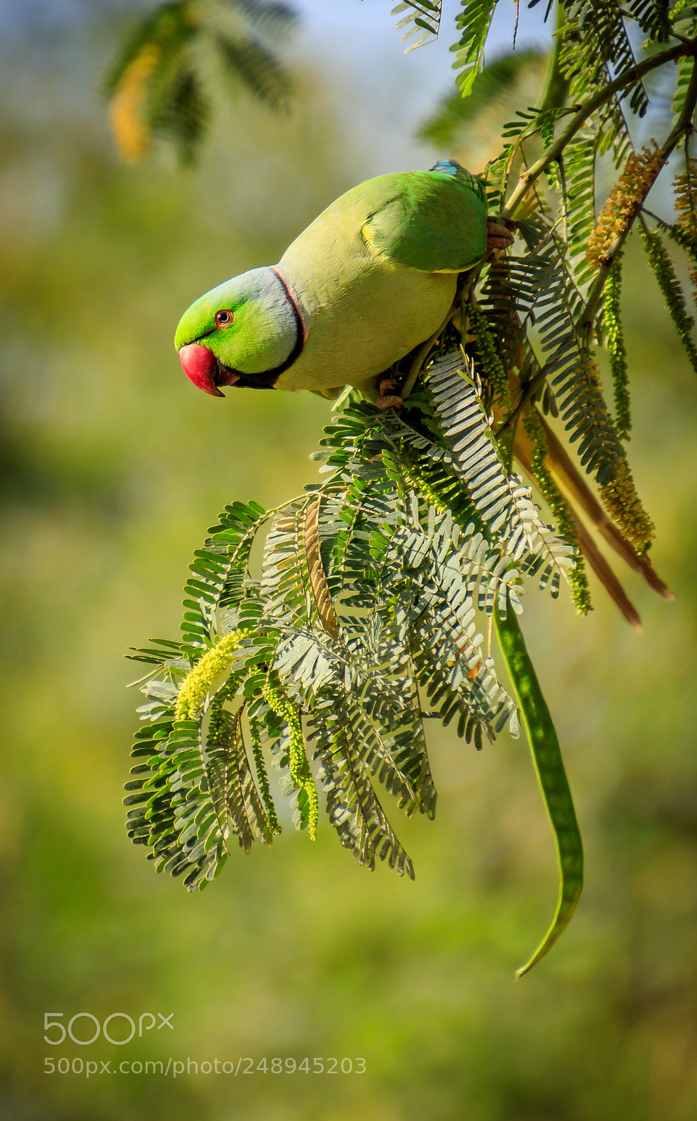 Canon EOS 80D sample photo. Rose ringed parakeet photography