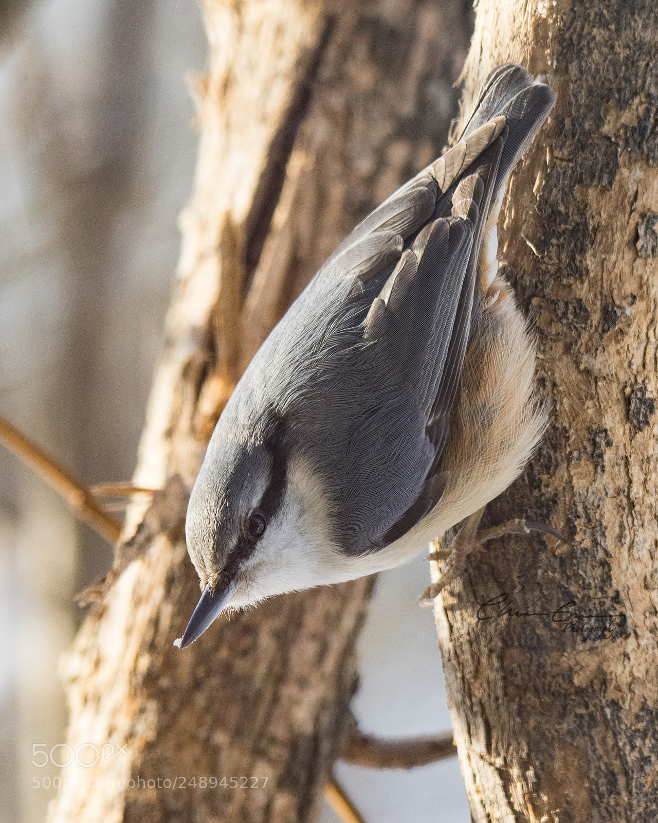 Nikon D500 sample photo. Nuthatch photography