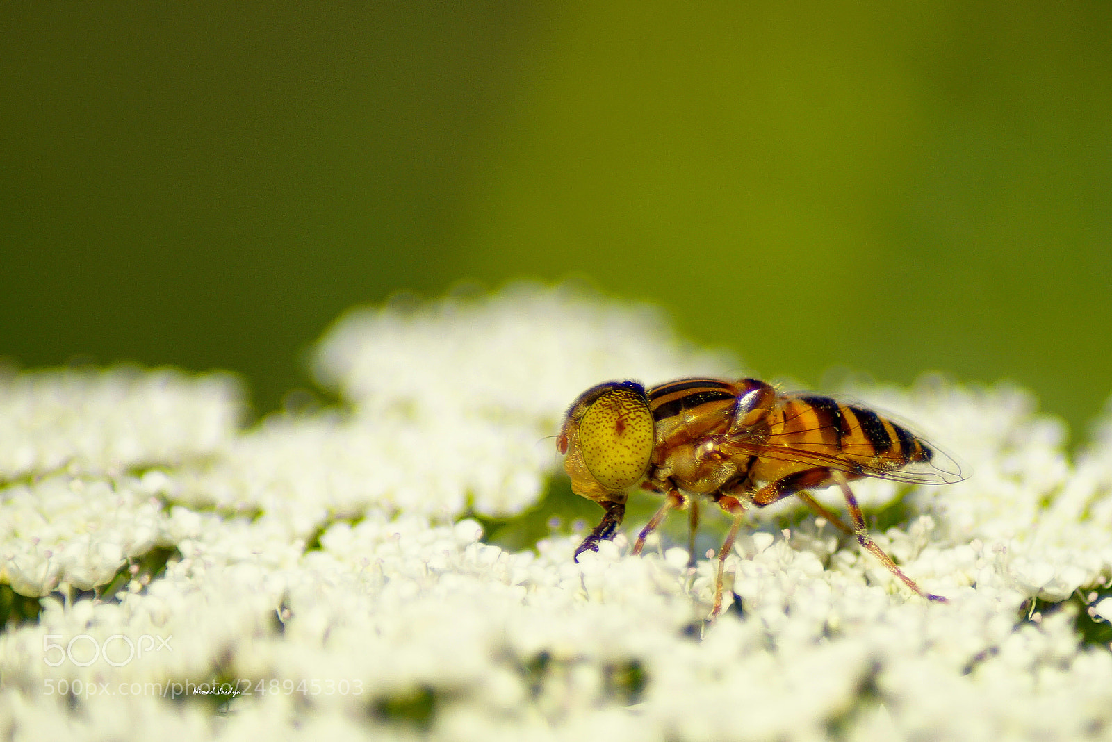 Sony SLT-A58 sample photo. Hover fly photography