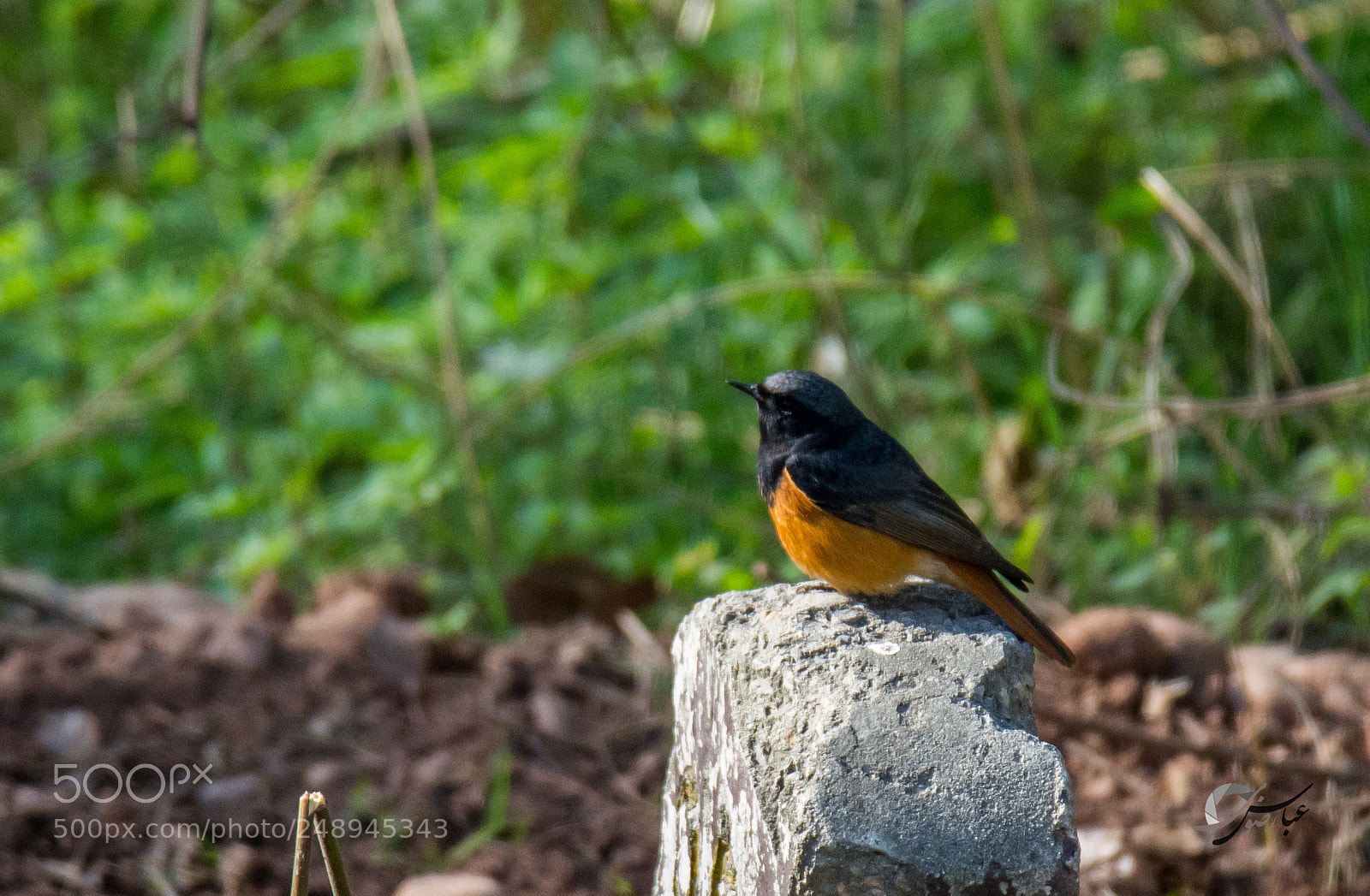 Nikon D7100 sample photo. Black redstart photography