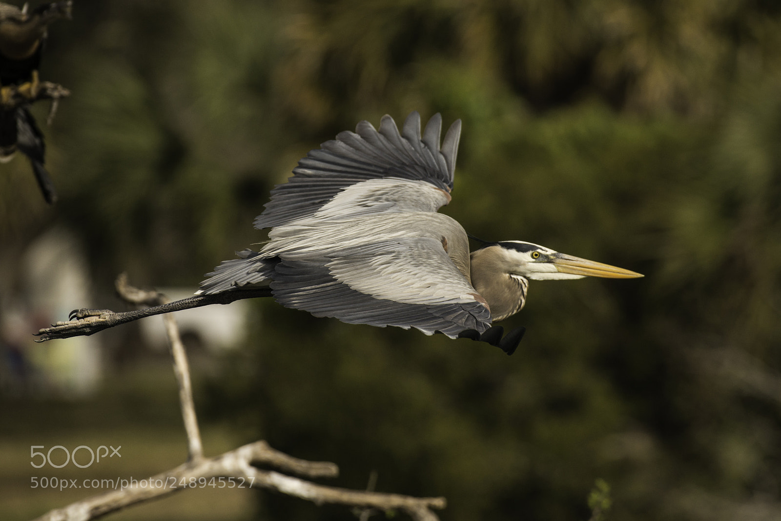 Nikon D800 sample photo. Blue heron gliding photography