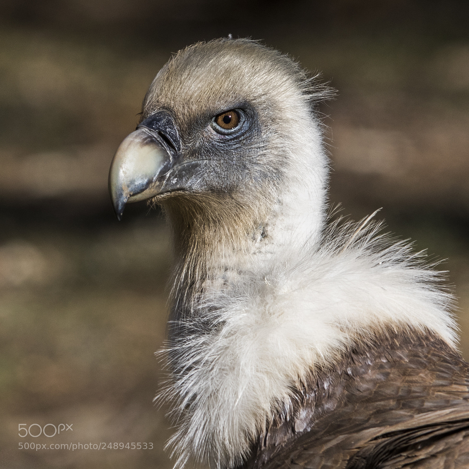 Canon EOS 7D Mark II sample photo. Vautour photography