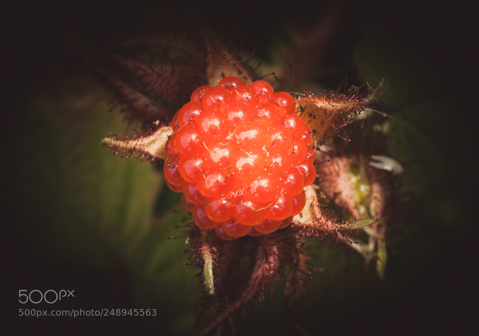 Nikon D90 sample photo. Unripe blackberry photography