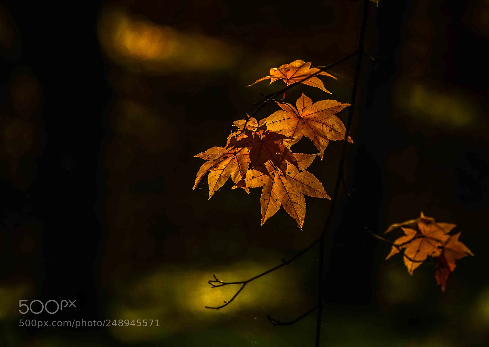 Olympus OM-D E-M5 II sample photo. Autumn ? in biei hokkaido photography