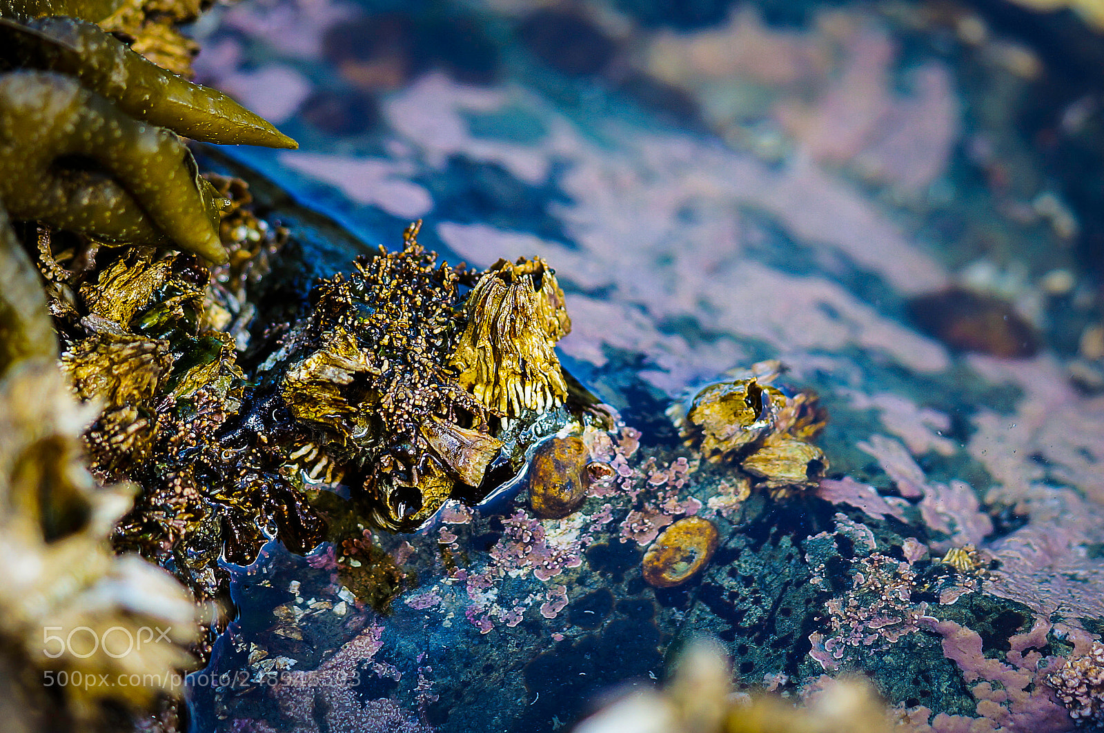 Sony Alpha NEX-6 sample photo. Tidal colors photography