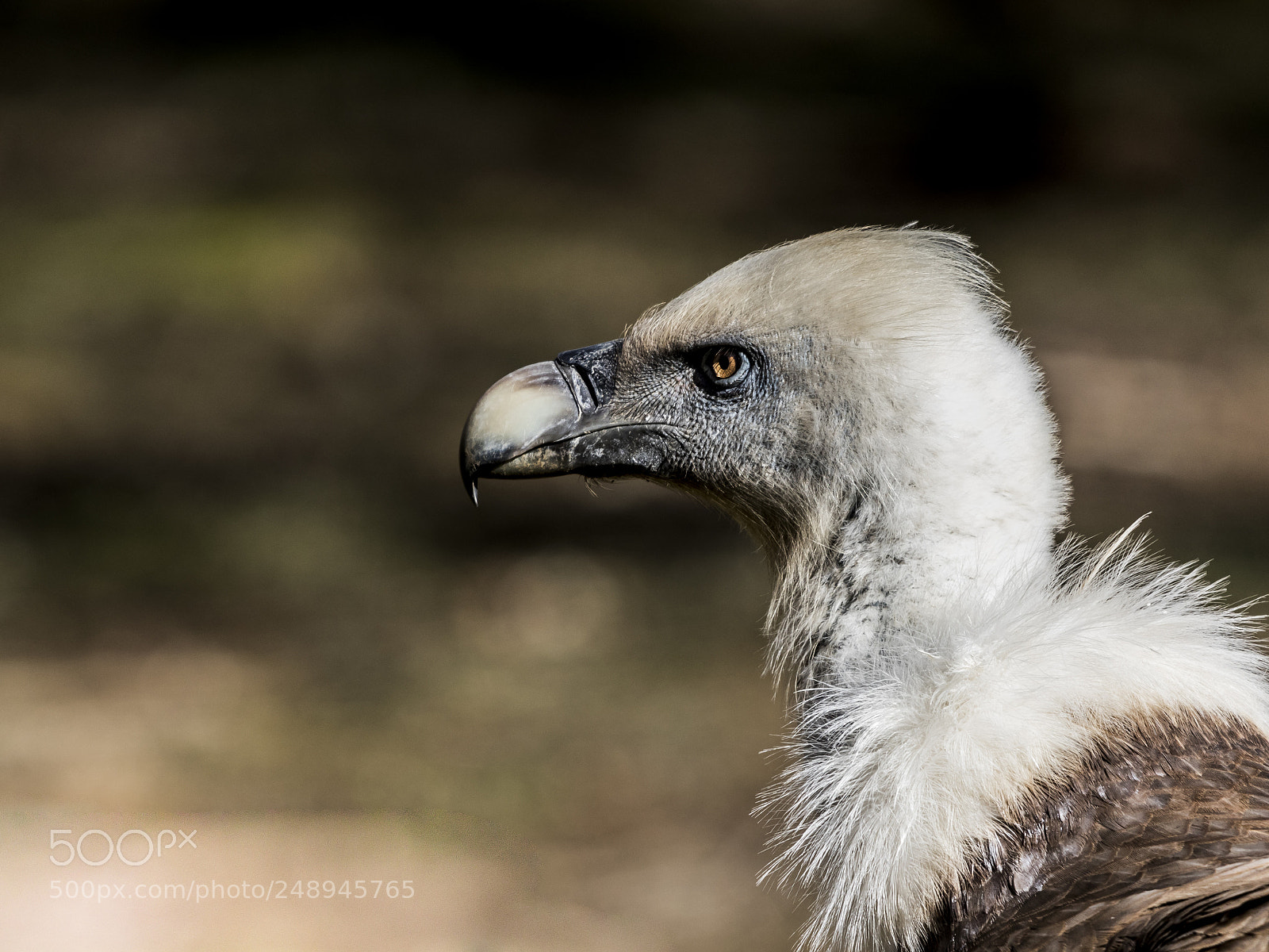 Canon EOS 7D Mark II sample photo. Vautour photography