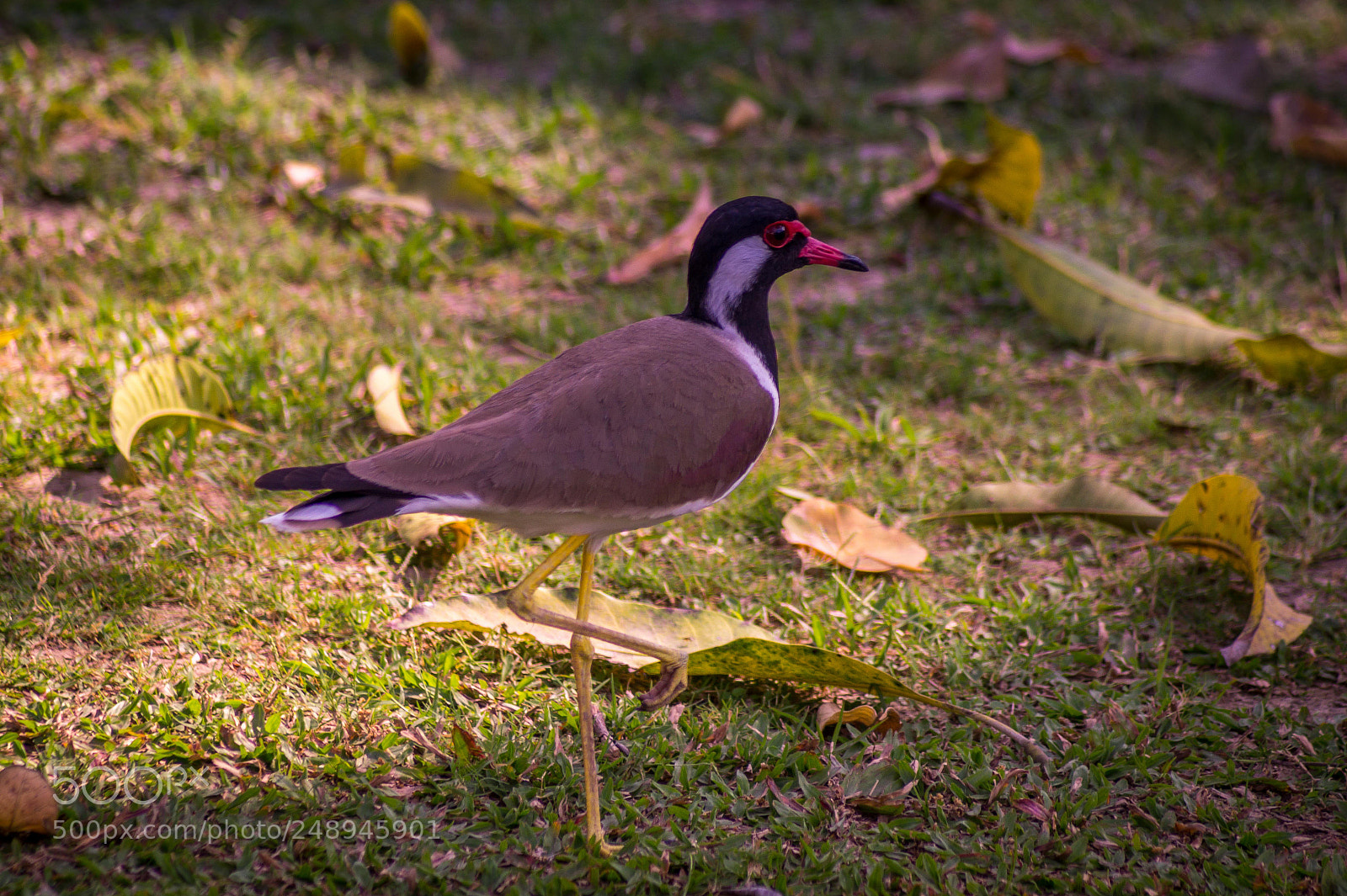 Sony SLT-A58 sample photo. Bird in garden photography