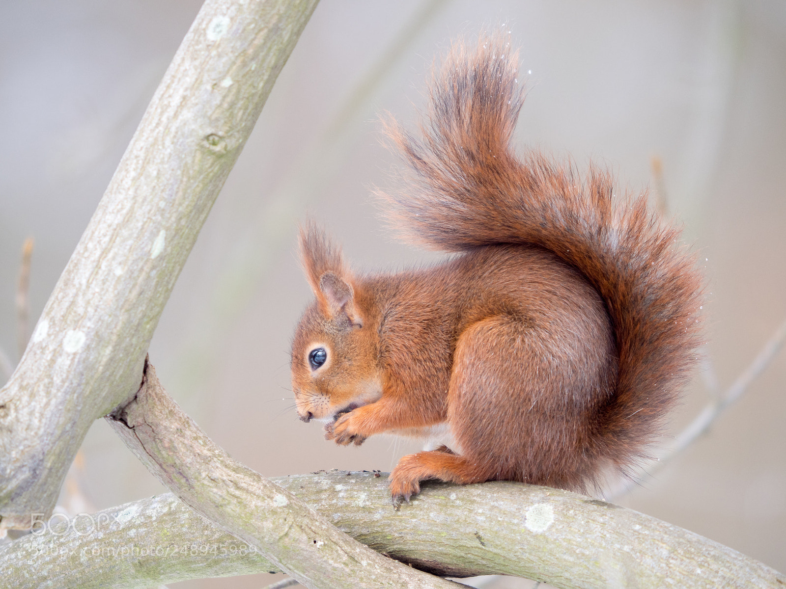 Olympus OM-D E-M1 Mark II sample photo. Eurasian red squirrel photography