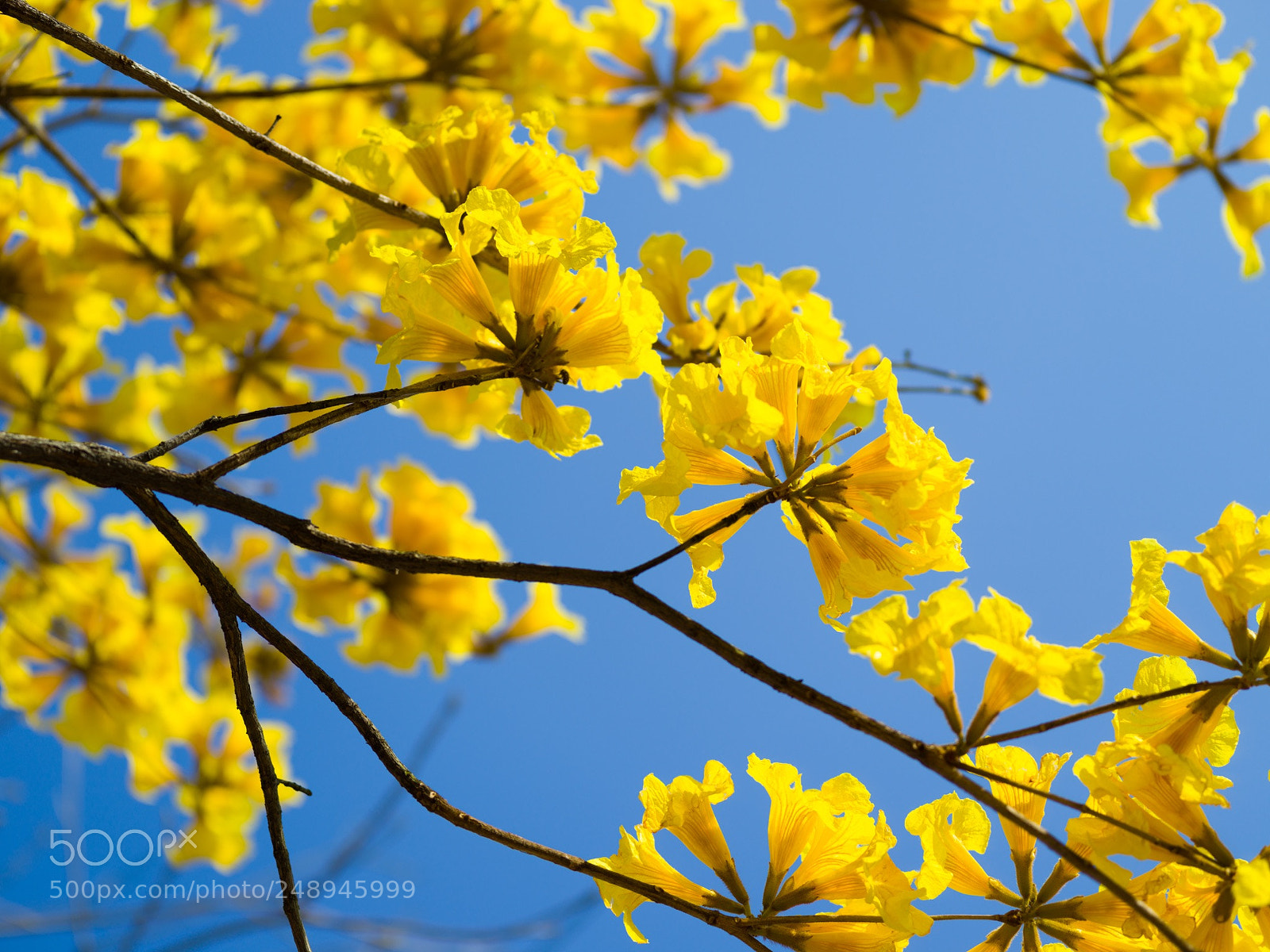 Hasselblad X1D-50c sample photo. Untitled photography