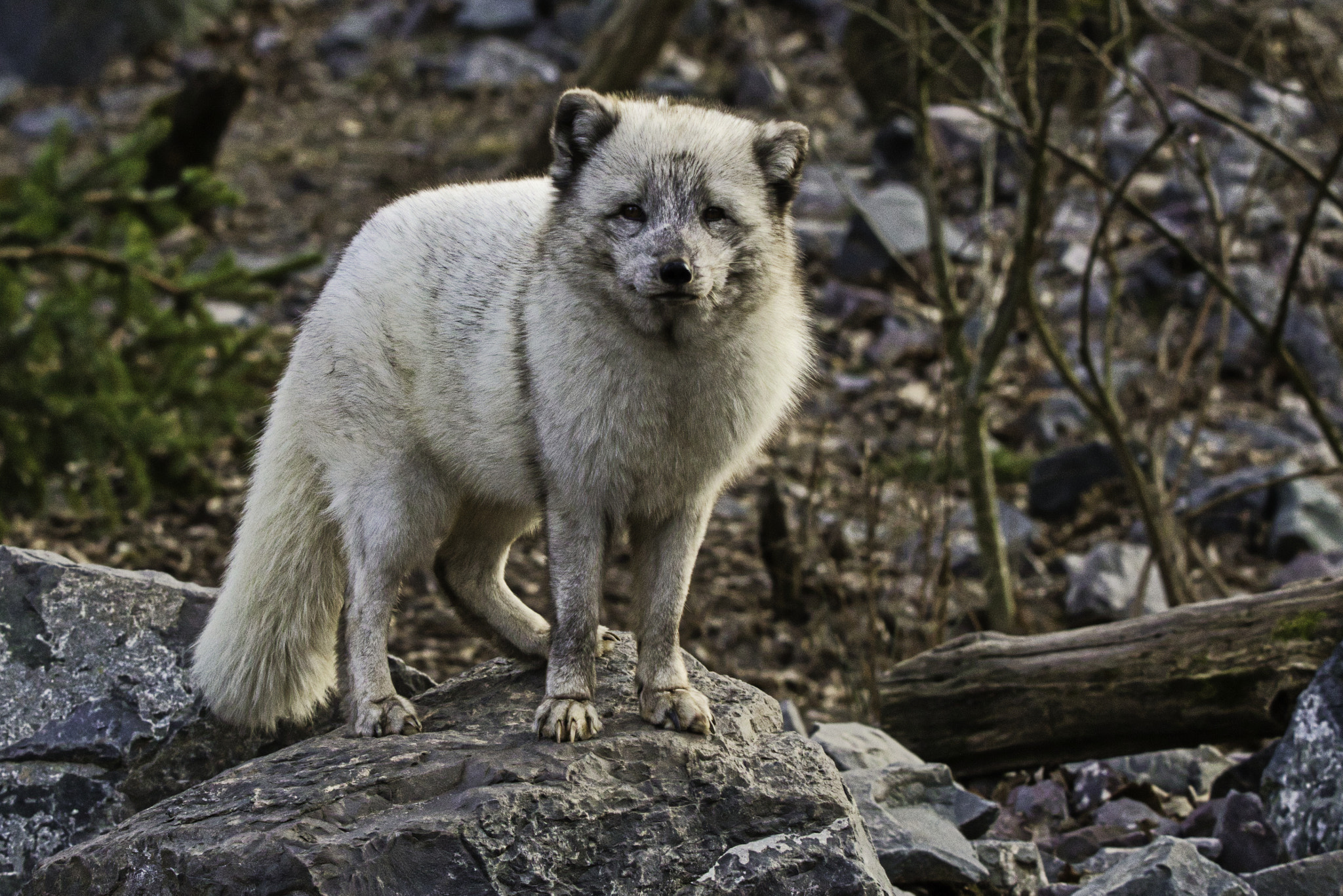 Sigma 150-600mm F5-6.3 DG OS HSM | C sample photo. Renard polaire photography