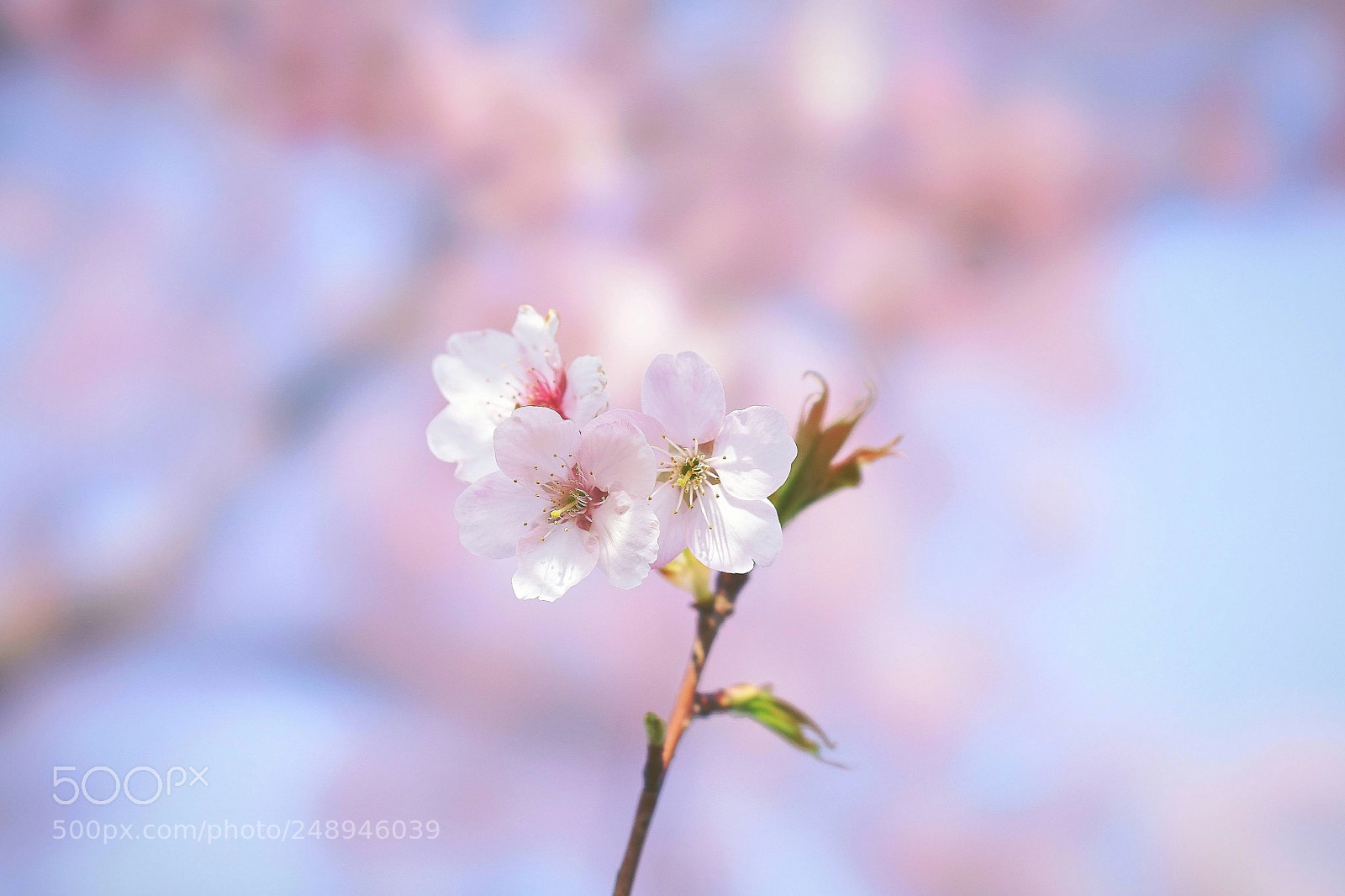 Sony a7 II sample photo. 大渔樱 photography