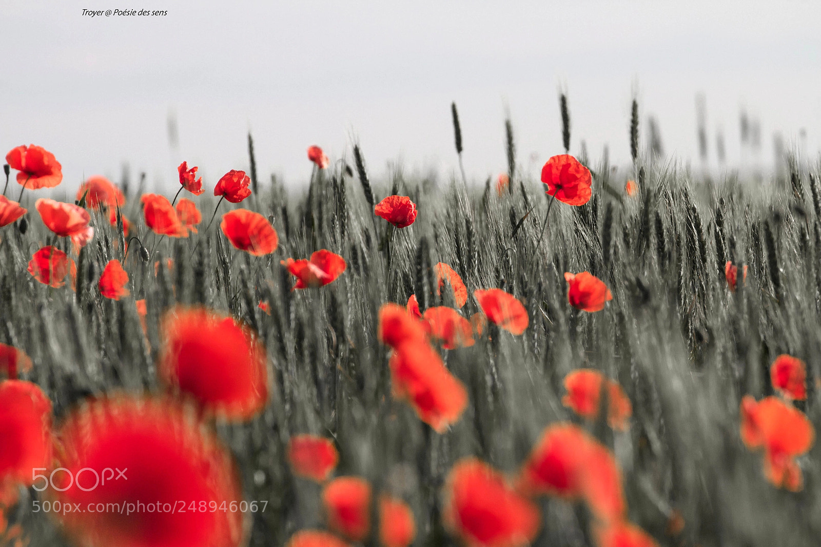 Canon EOS 7D sample photo. Red spring photography