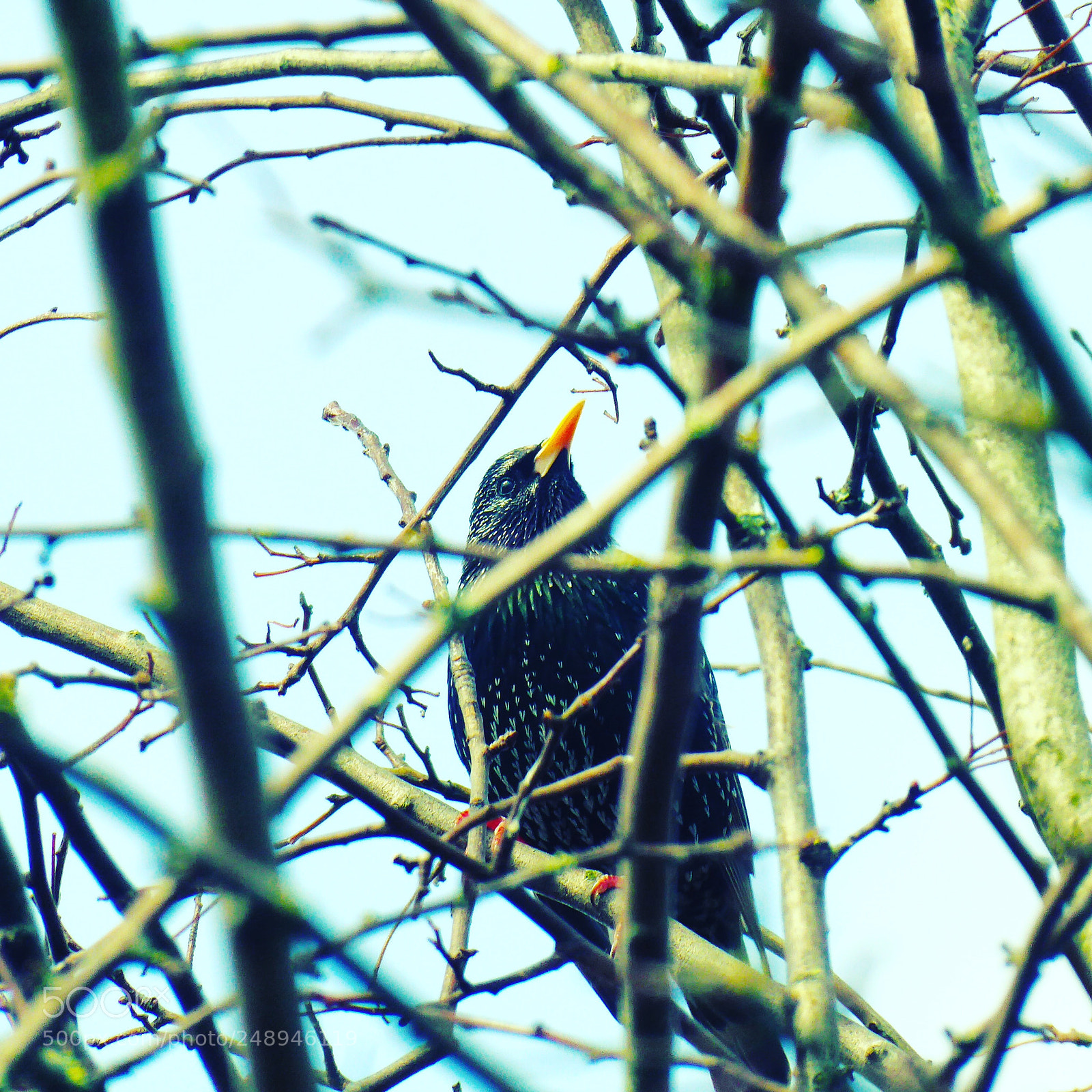 Panasonic Lumix DMC-ZS50 (Lumix DMC-TZ70) sample photo. An irish blackbird, i photography