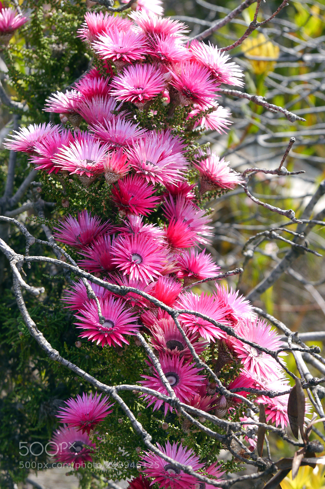 Panasonic Lumix DMC-G5 sample photo. Pink artificial flower photography