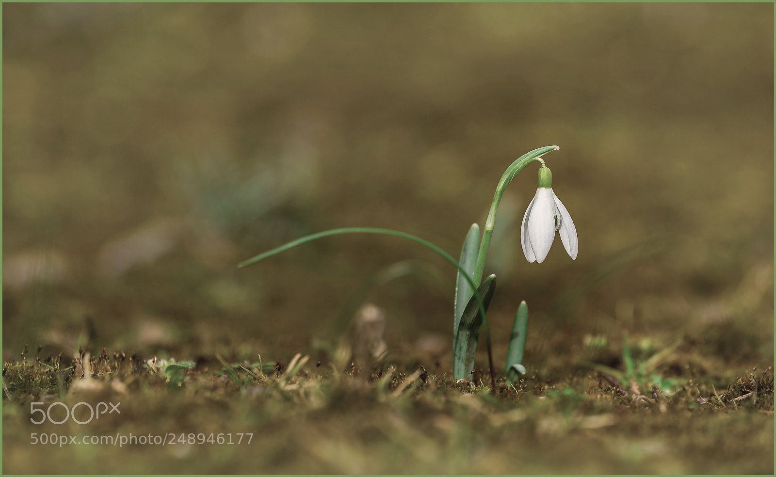 Canon EOS 60D sample photo. Snowdrop photography