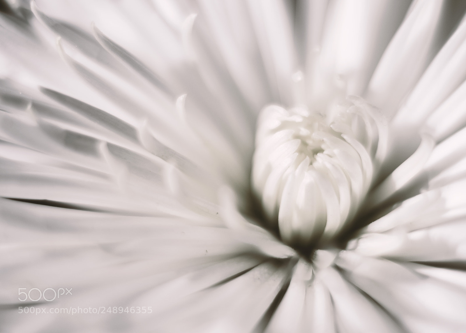 Nikon D3200 sample photo. Flower fireworks photography