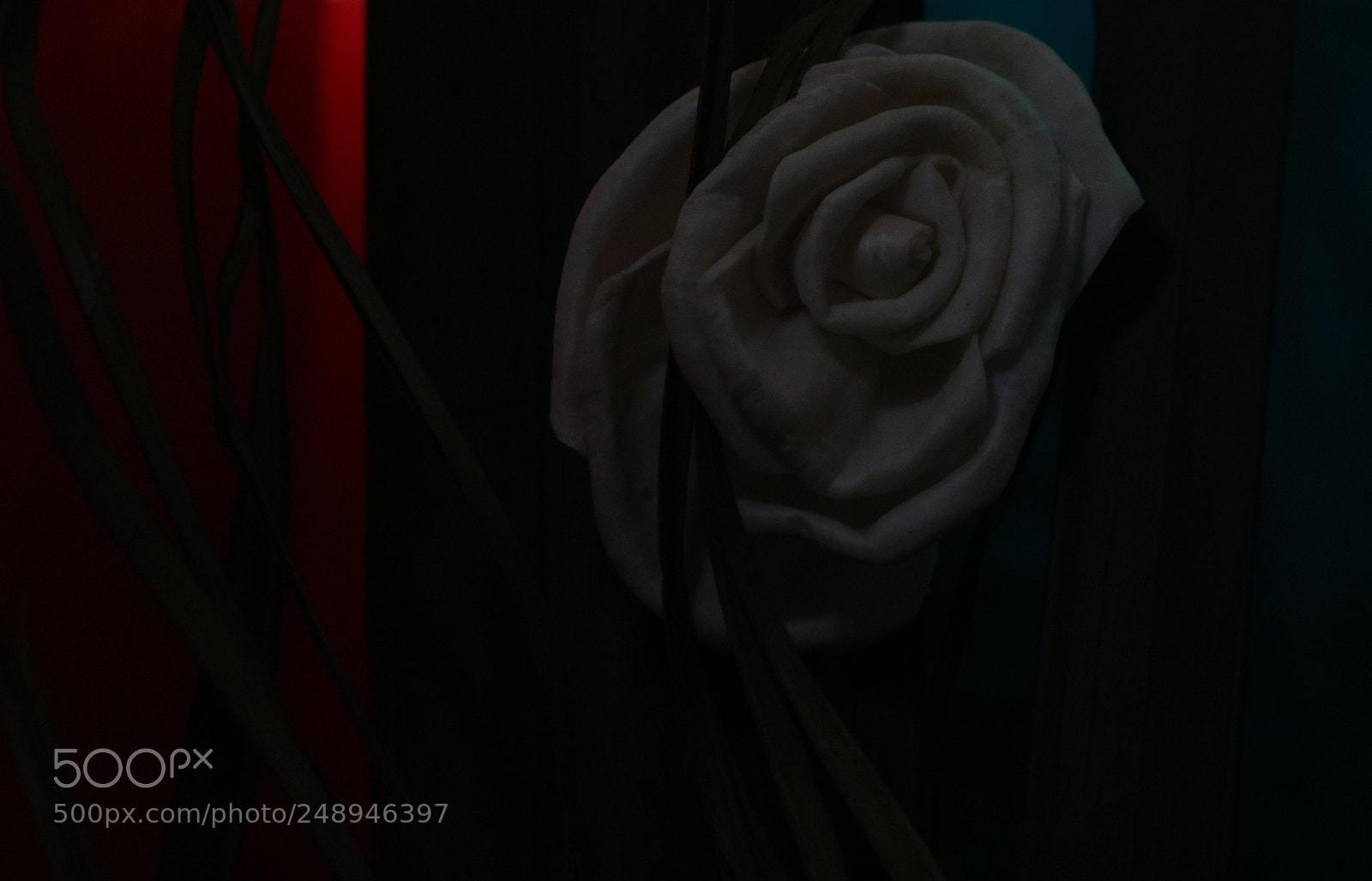 Canon EOS 750D (EOS Rebel T6i / EOS Kiss X8i) sample photo. Rose in the shades photography