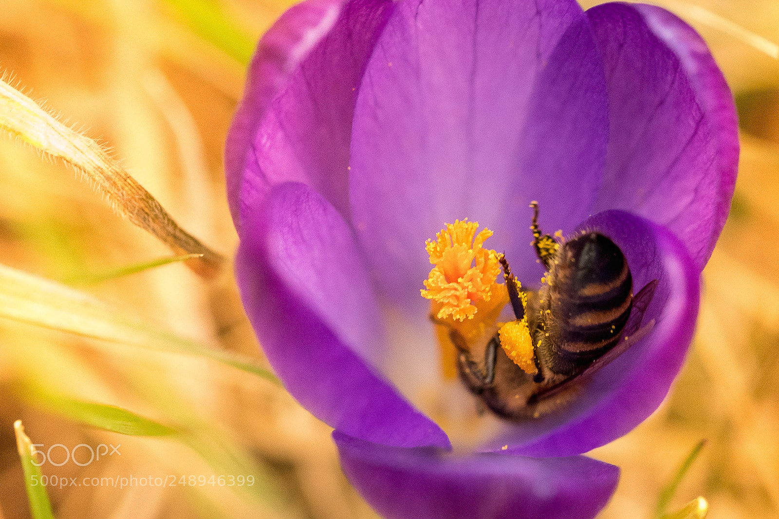 Sony a7R III sample photo. Spring is coming.. photography