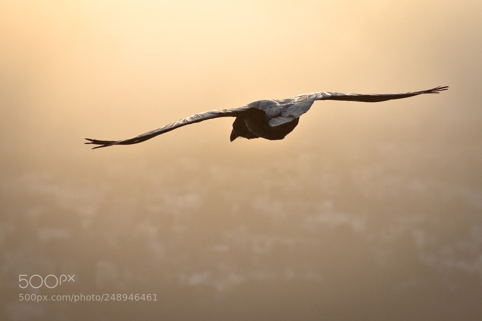 Canon EOS 60D sample photo. Raven flight photography