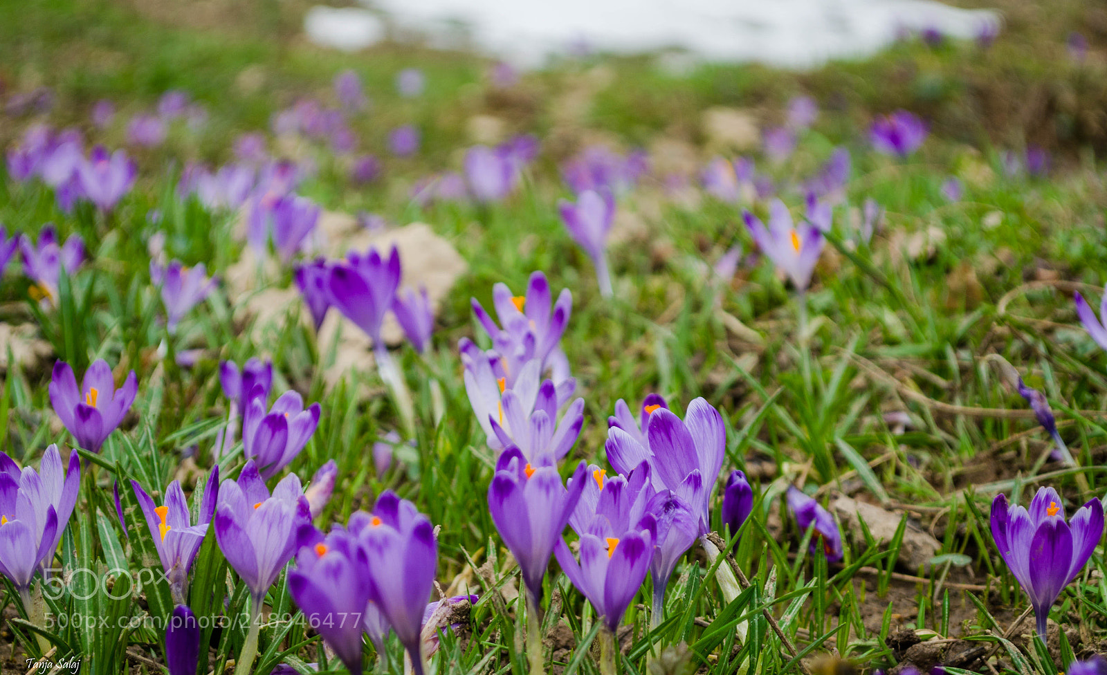 Nikon D5100 sample photo. Spring on its way photography