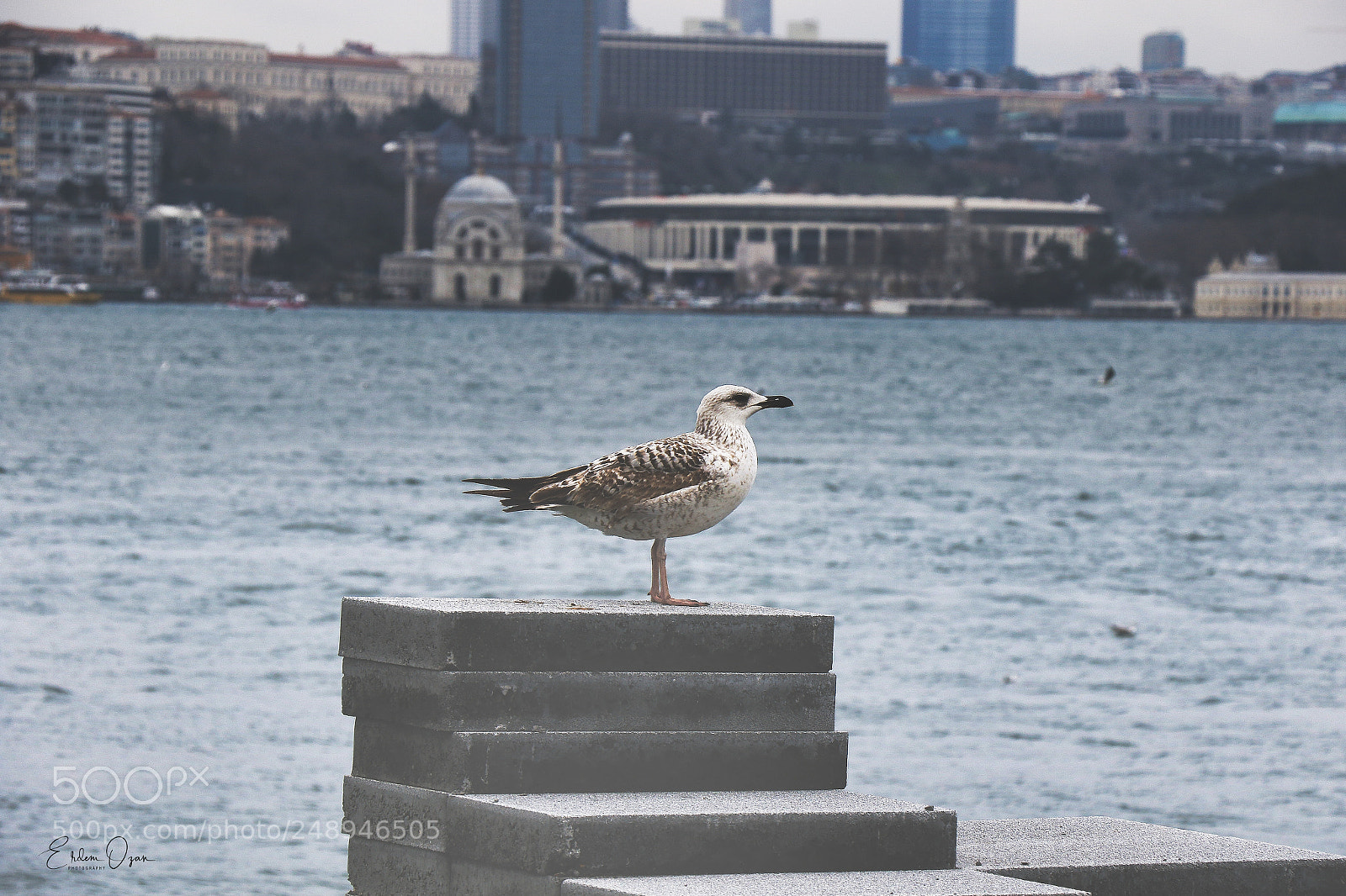 Canon EOS 7D Mark II sample photo. Single photography