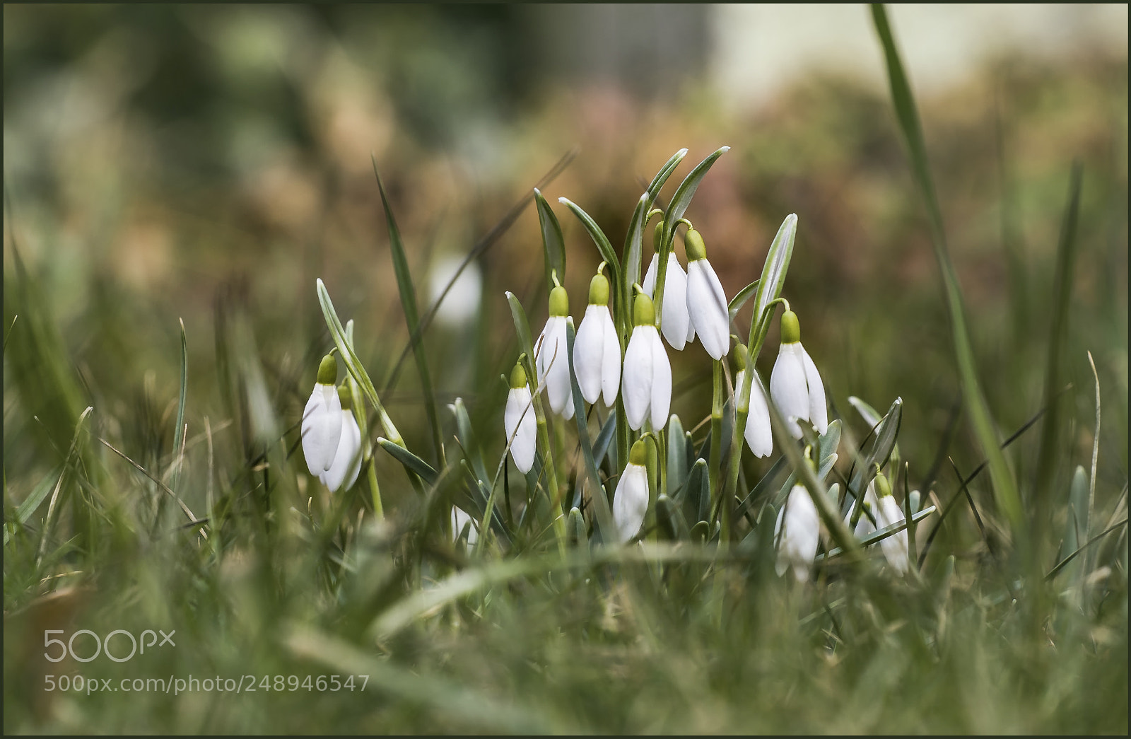 Canon EOS 60D sample photo. Snowdrops on meadow photography