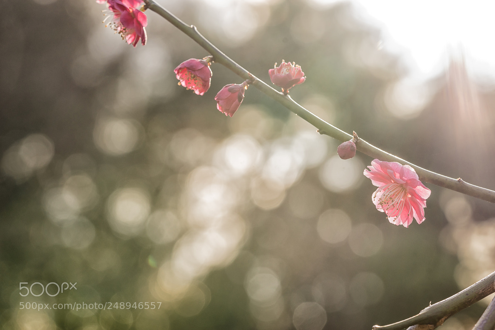 Sony a7R sample photo. Spring lights photography
