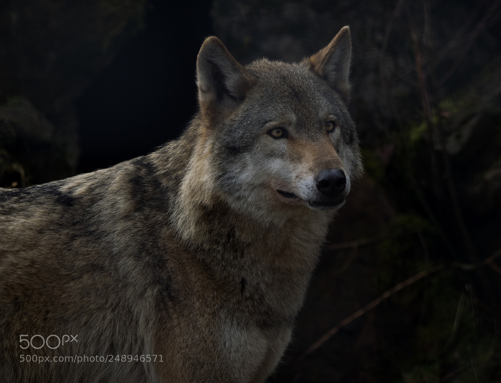 Olympus OM-D E-M1 sample photo. Wolf - canis lupus photography