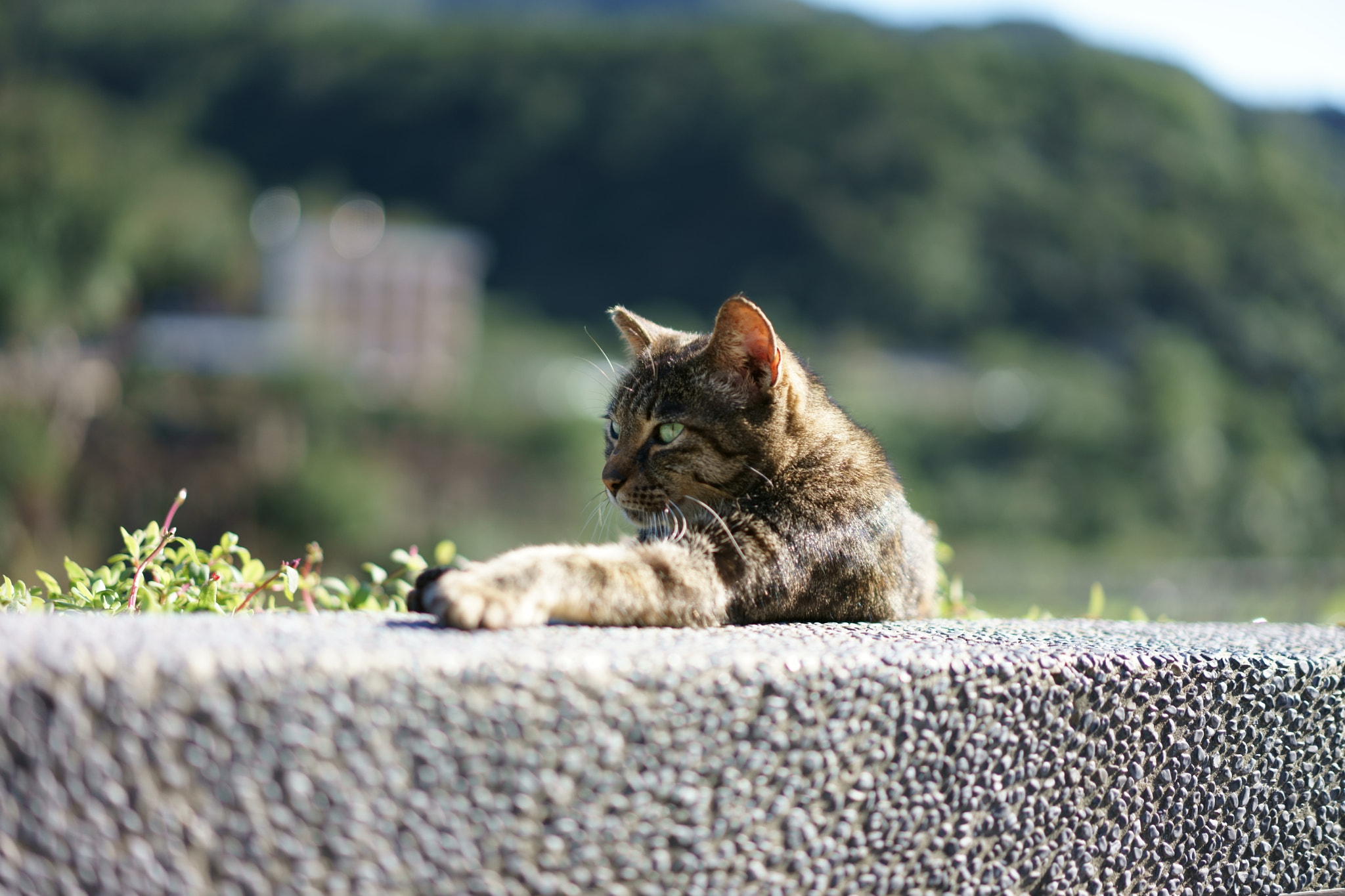 Sony a7 II + Sony Sonnar T* FE 55mm F1.8 ZA sample photo. Cat photography