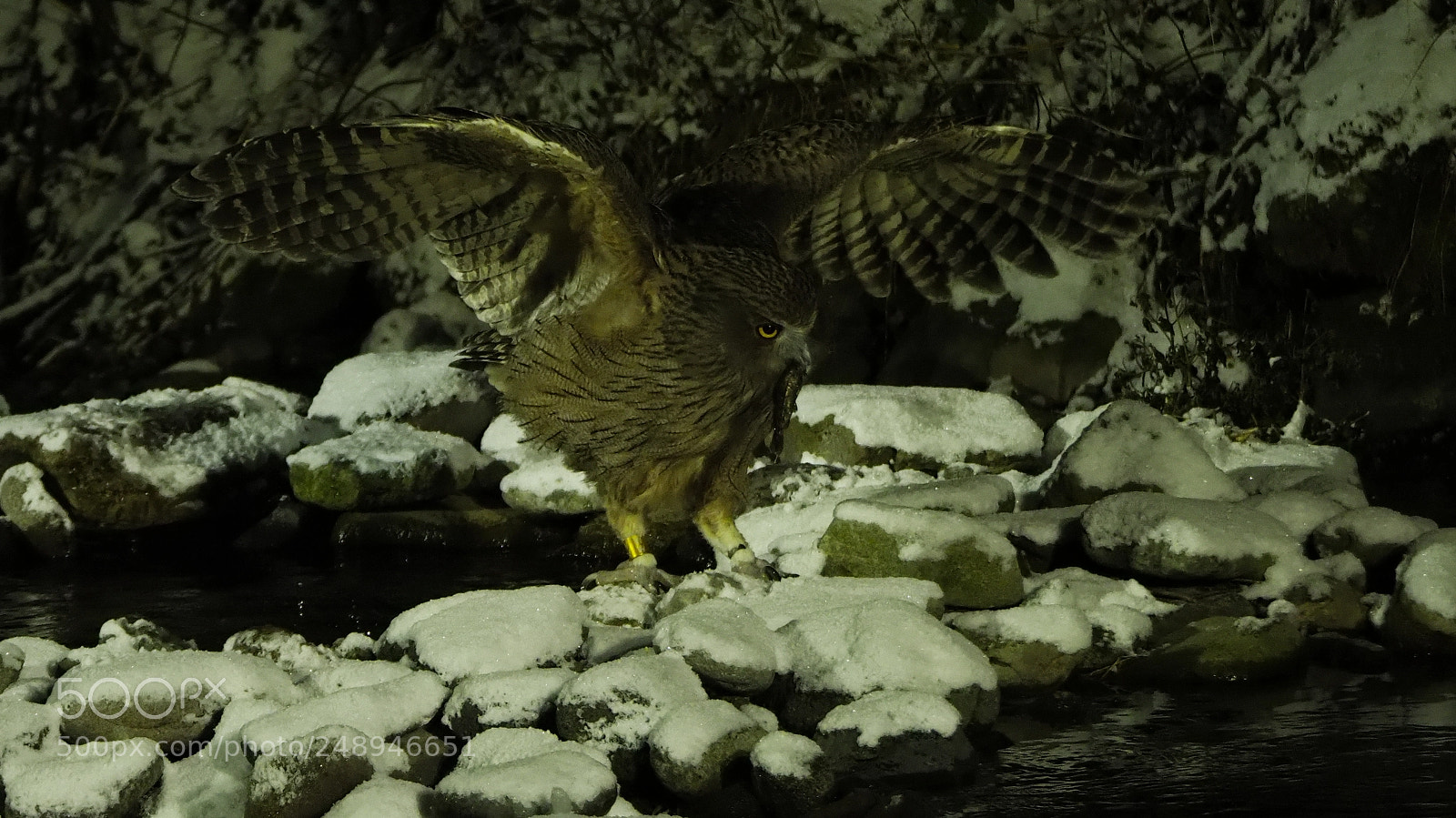Olympus OM-D E-M1 Mark II sample photo. Catch it photography