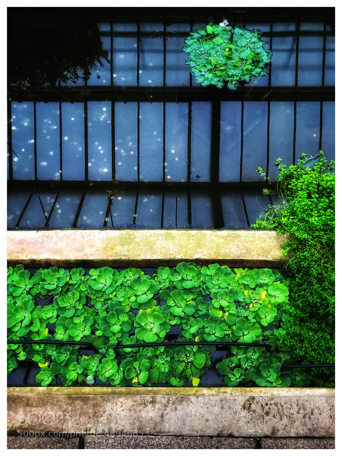 Apple iPhone 7 sample photo. Kew gardens indoor reflections photography