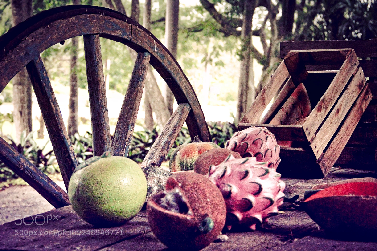 Canon EOS 550D (EOS Rebel T2i / EOS Kiss X4) sample photo. Tropical composition photography