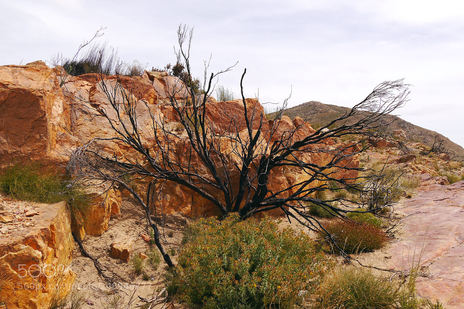 Panasonic Lumix DMC-G5 sample photo. Withered shrub in south photography