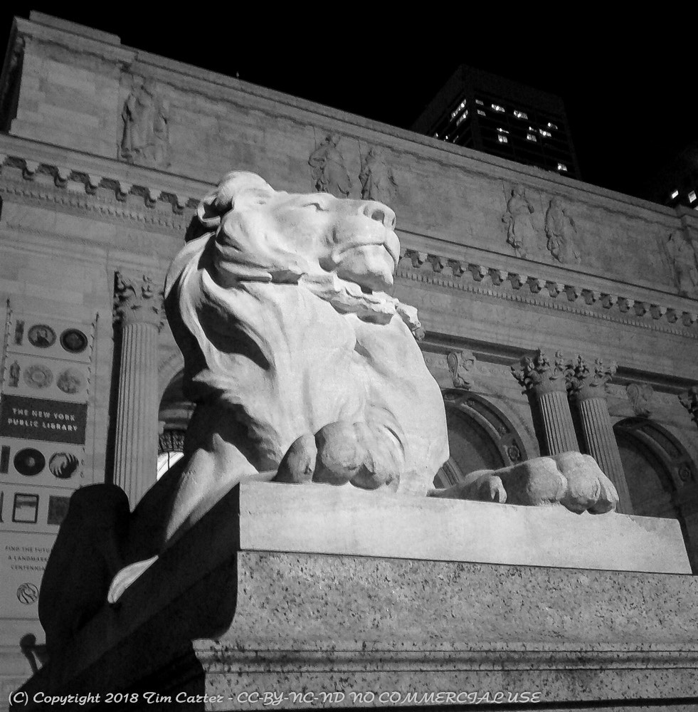 Google Nexus S sample photo. Patience photography