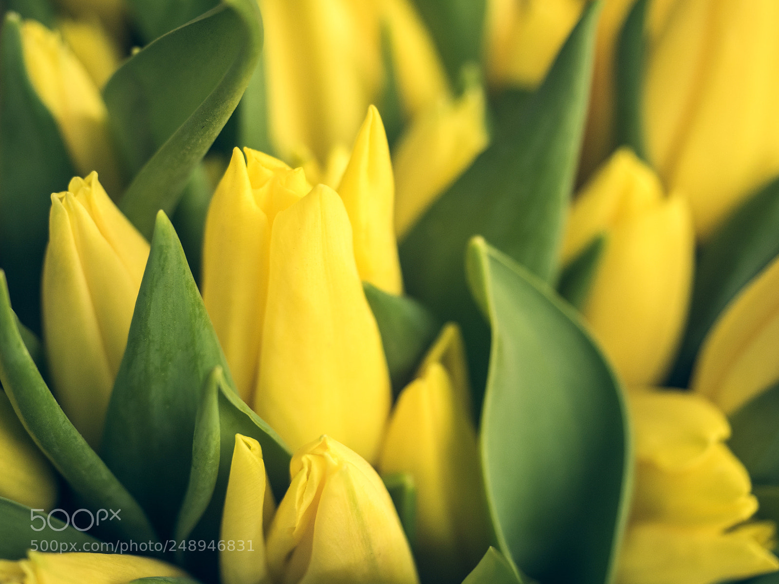 Olympus OM-D E-M5 II sample photo. Bouquet of spring, colorful photography