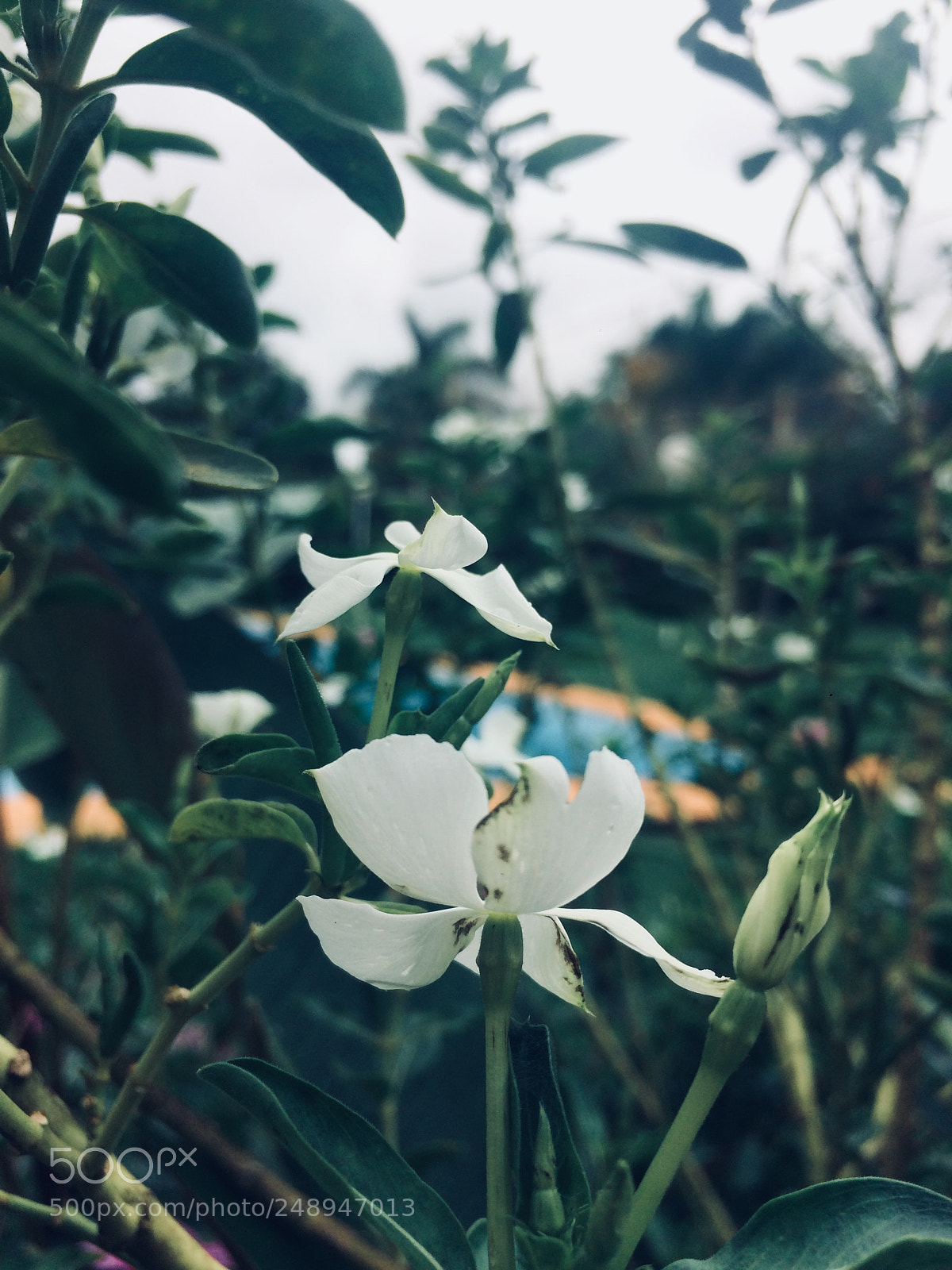 Apple iPhone 5s sample photo. Untitled photography