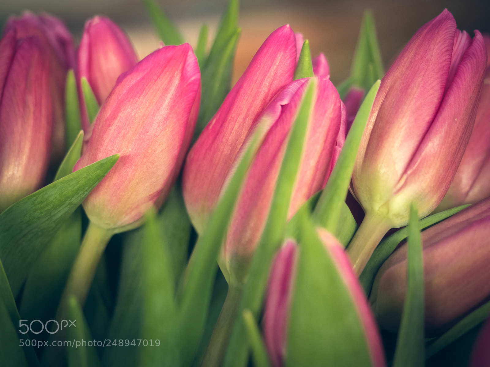 Olympus OM-D E-M5 II sample photo. Bouquet of spring, colorful photography