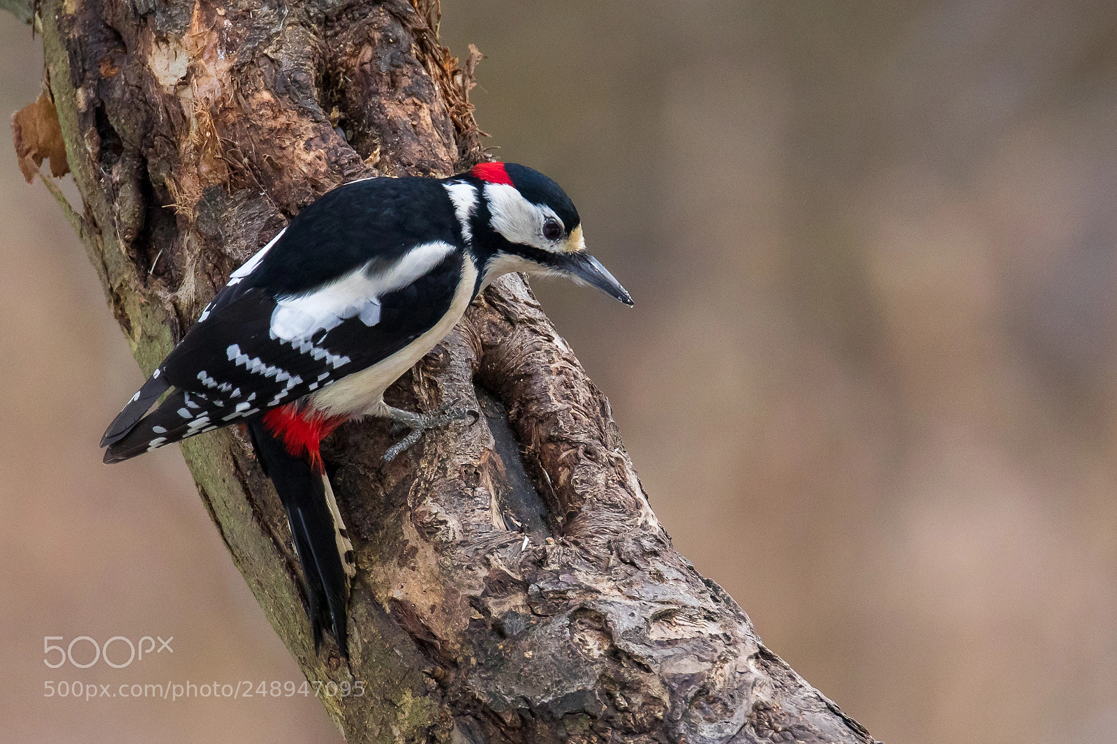 Canon EOS 7D Mark II sample photo. Great spotted woodpecker dendrocopos photography