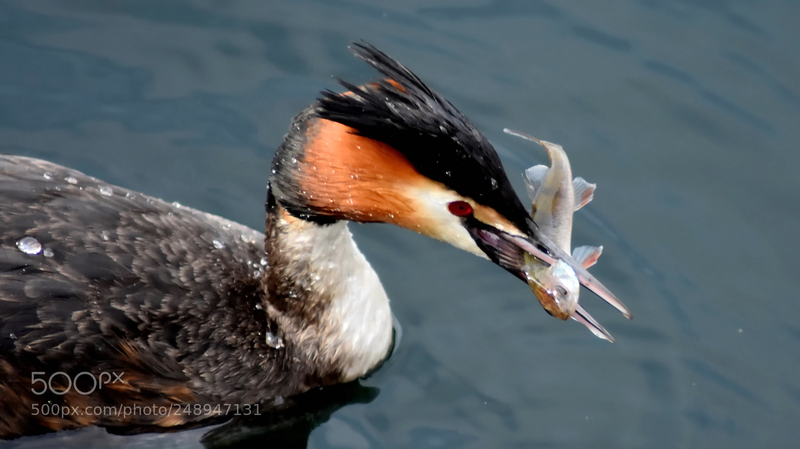 Nikon D3400 sample photo. Beautiful hunter... photography