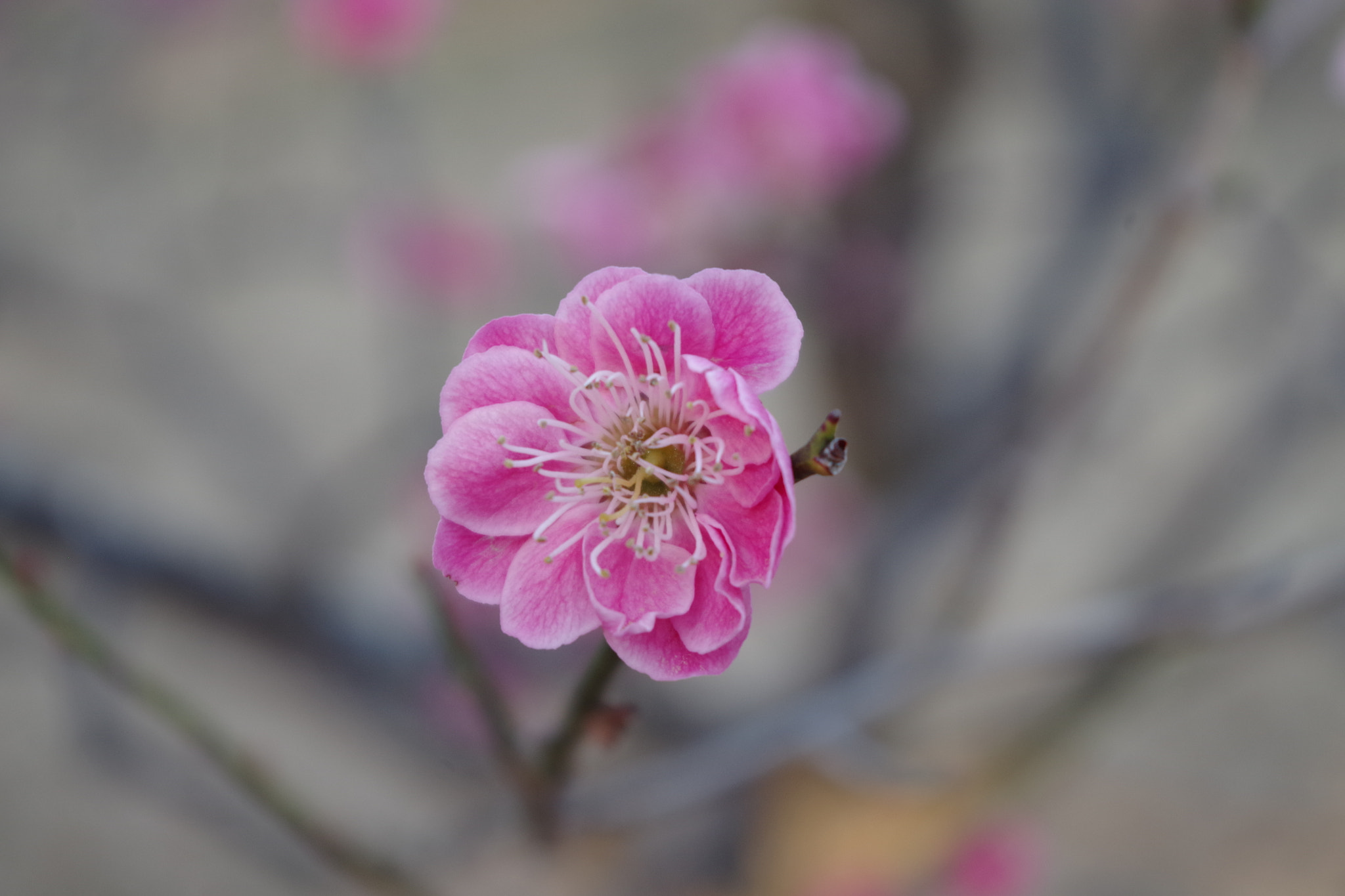 Pentax K-S2 sample photo. Plum blossom photography