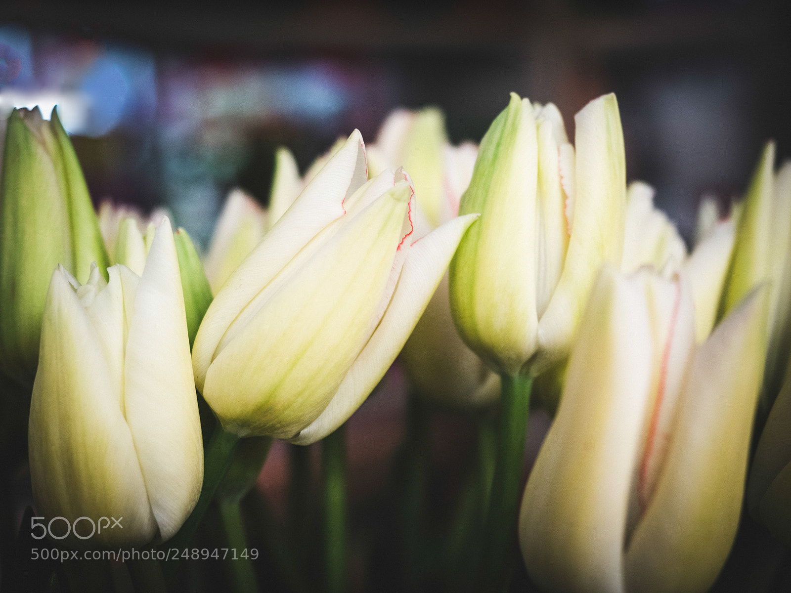 Olympus OM-D E-M5 II sample photo. Bouquet of spring, colorful photography