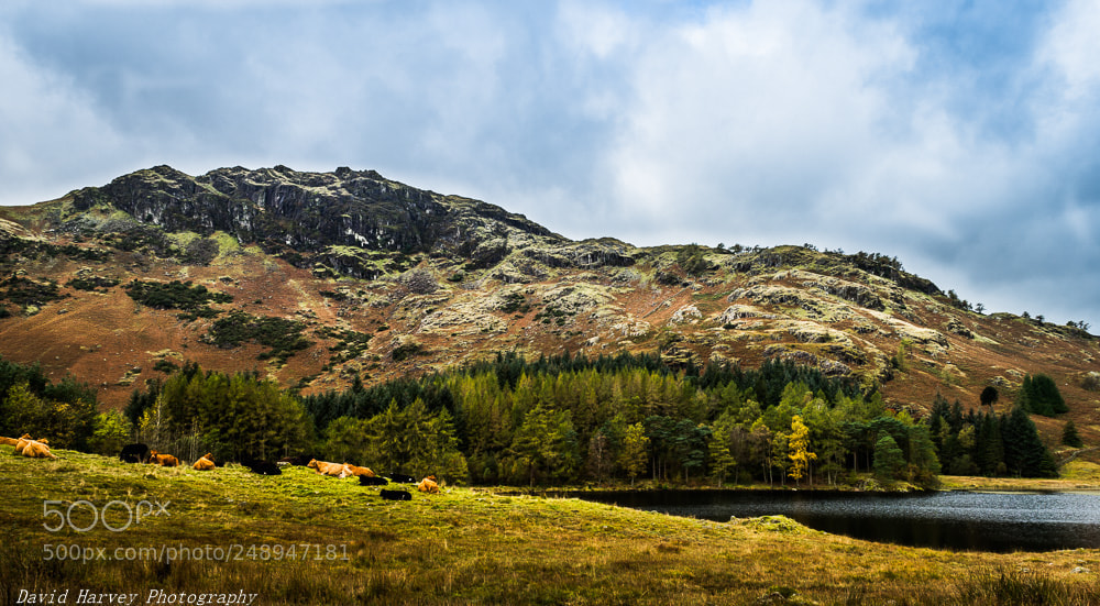 Nikon D7200 sample photo. Relaxing at blea tarn photography