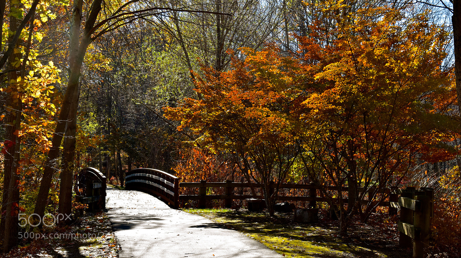 Nikon D5500 sample photo. Sunlit autumn photography