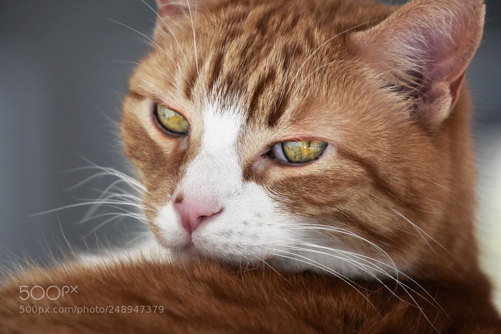 Nikon D5600 sample photo. Deep eyes photography