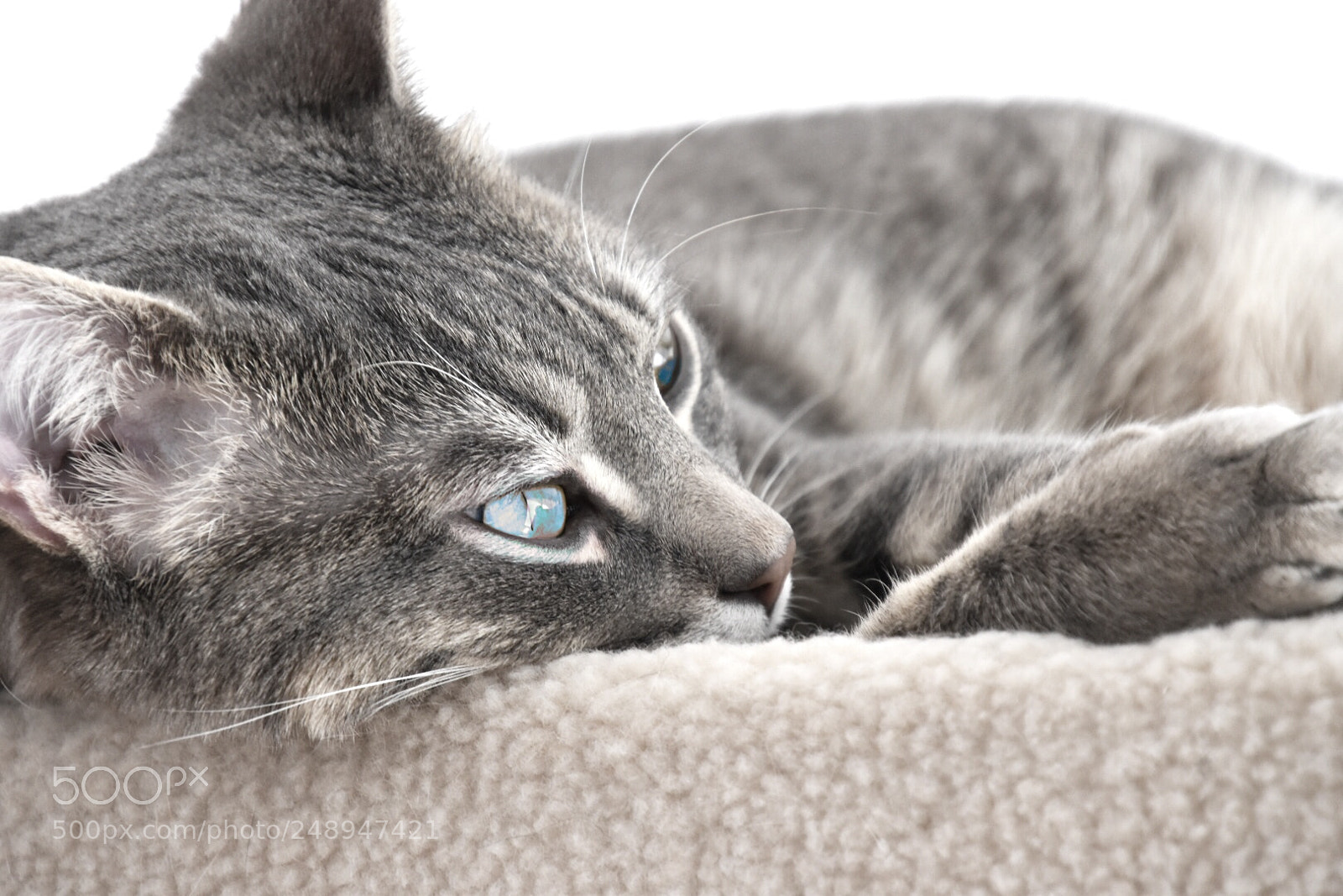 Nikon D5600 sample photo. Lazy sunday photography