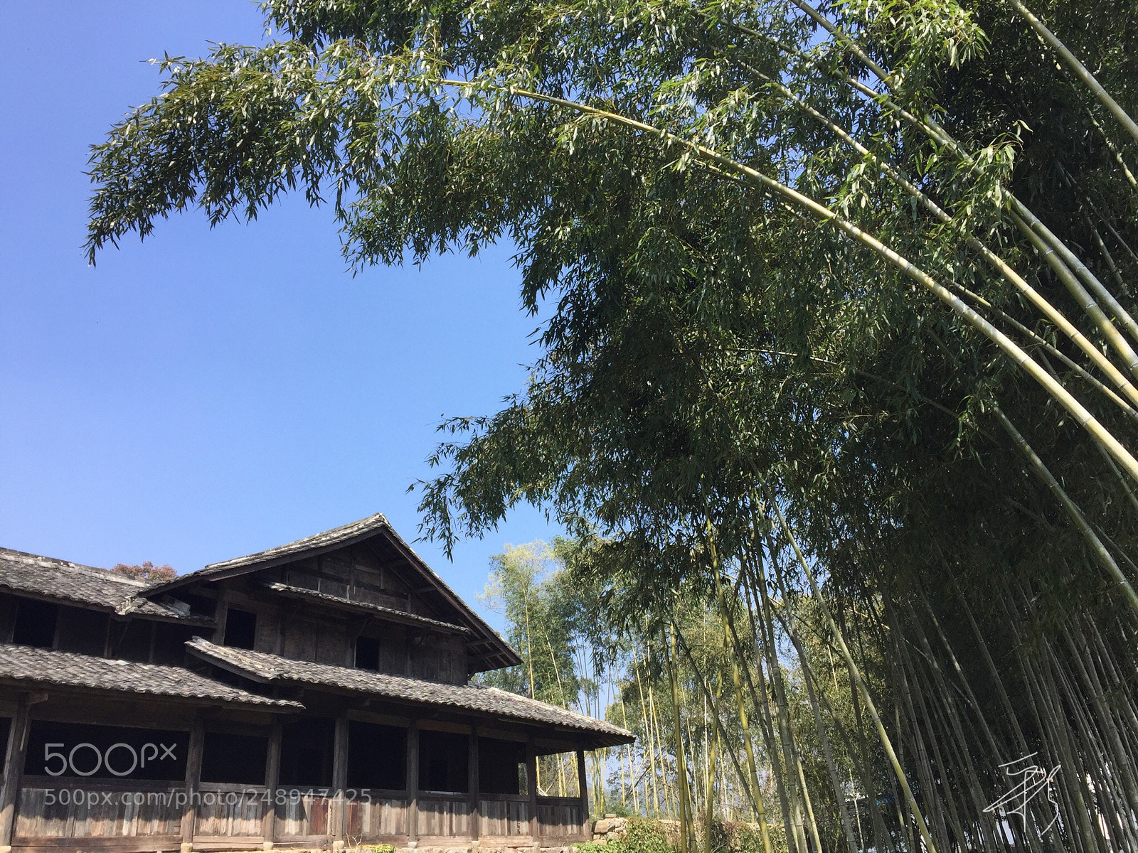 Apple iPhone 6 sample photo. 竹林人家 photography