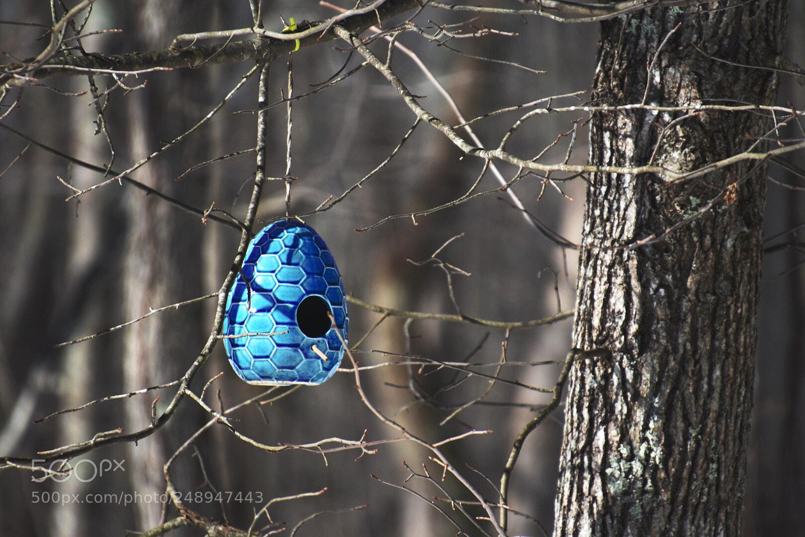 Nikon D5600 sample photo. Birdhouse photography